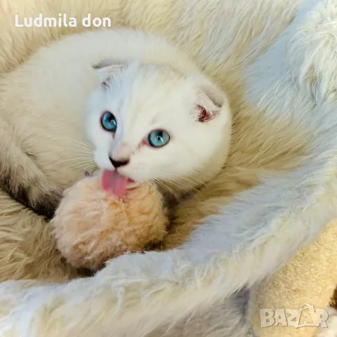 🐾 Продавам чистокръвни британски шиншила котенца 🐾  , снимка 2 - Британска късокосместа - 54784808