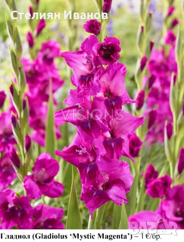 Гладиол (Gladiolus ‘Mystic Magenta’) - грудки
