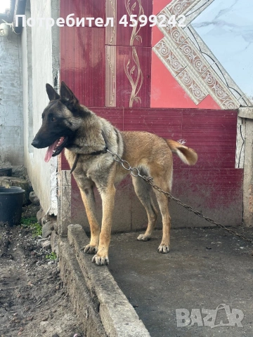 Белгийска овчарка на 1 година женска , снимка 2 - Белгийска овчарка - 54091166