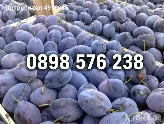 Продавам Сини сливи сорт Стенлей - 0.40 €, снимка 2 - За селскостопански - 55664059