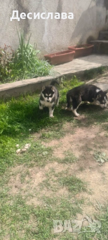  Хъски, снимка 4 - Хъски - 54180286