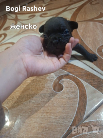Френски булдог , снимка 6 - Френски булдог - 54883058