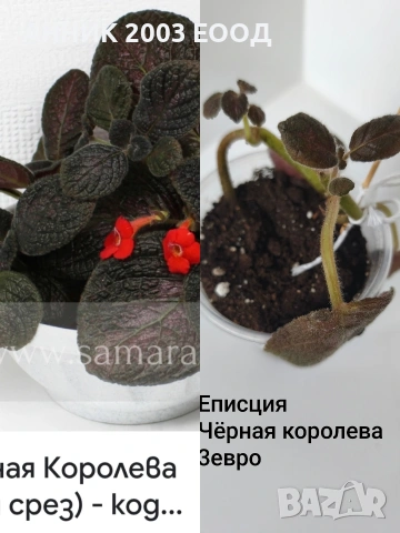 Сортови колерии,еписции., снимка 13 - Стайни растения - 55055306