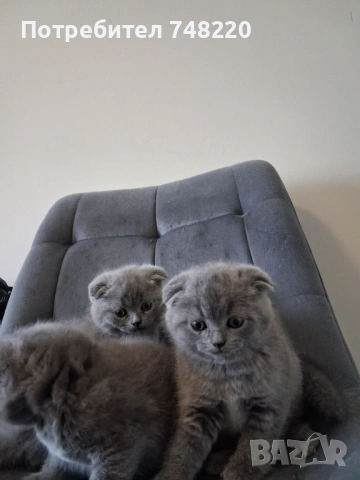 Шотландски клепоухи котета, снимка 8 - Други - 54306641