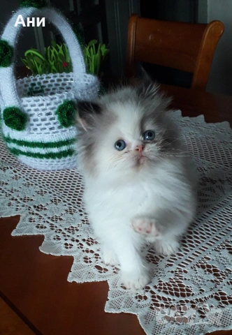 УНИКАЛНО КОТЕНЦЕ МЕЧТА ., снимка 2 - Чинчили - 53956392