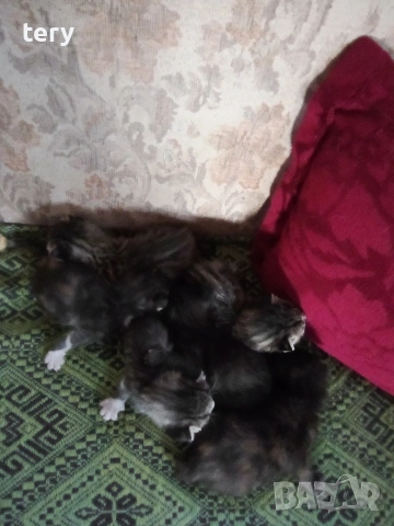 Продавам котенца полуперсийчета Варна , снимка 3 - Персийска - 54198337