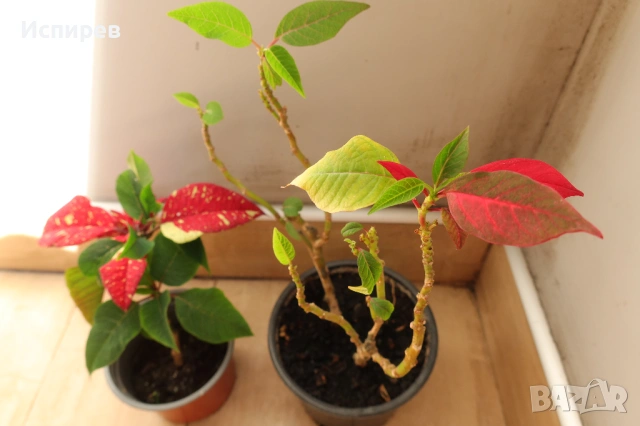 Коледна звезда, Euphorbia pulcherrima, 2 бр. растения за 1 евро !, снимка 3 - Стайни растения - 54917147