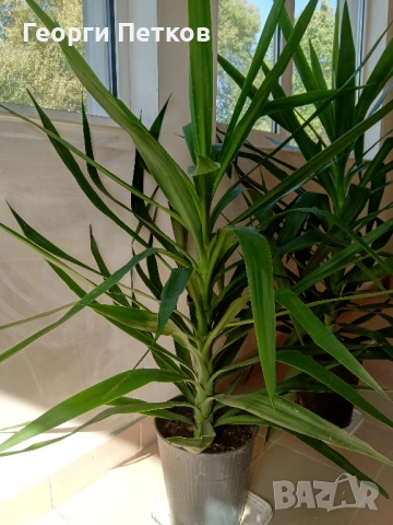 Палма Юка стайна - 150см.- 25 €., снимка 2 - Стайни растения - 53969383