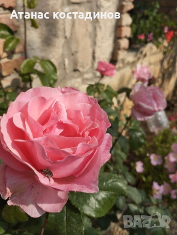 Рози различни цветове, снимка 5 - Градински цветя и растения - 54234394