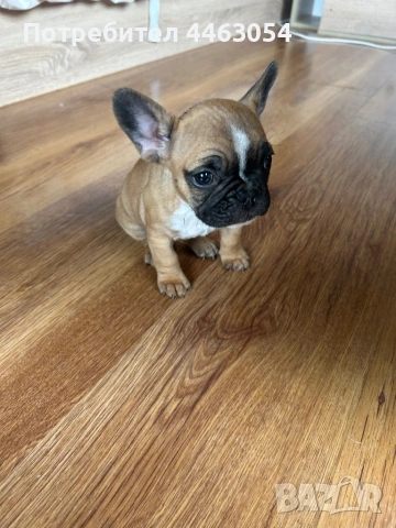 Чистокръвен френски булдог