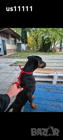 мъжки ягдтериер свинар, снимка 3 - Ягдтериер - 53583763