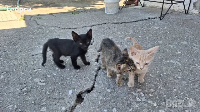 Подарявам котенца, снимка 7 - За котки - 55484335