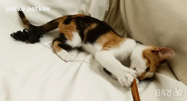 Подарявам малко котенце/ Kleine Katze zu verschenken, снимка 4 - Други - 55603213