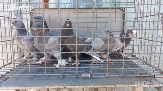 Продавам гълъби Мардини-Турски млади , снимка 2 - Гълъби - 55302134