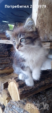 Котета на 3 месеца, снимка 5 - Други - 54895604