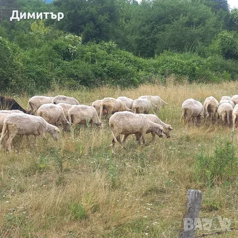 продават се 60 броя овце, снимка 3 - Овце - 55365697
