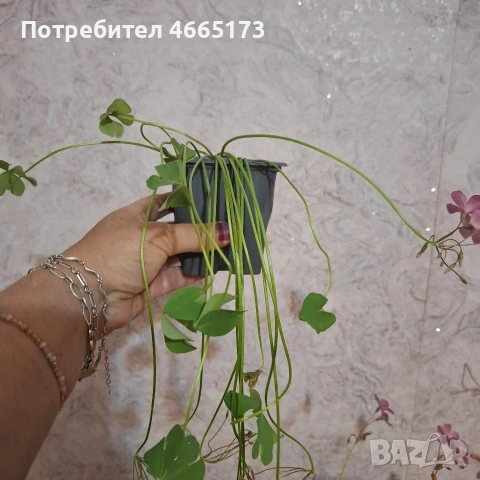 Комплект Цветя Детелини, снимка 5 - Стайни растения - 55017101