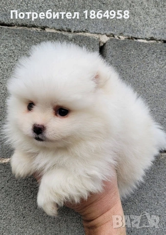 БЕБЕТА ПОМЕРАН Доставка 