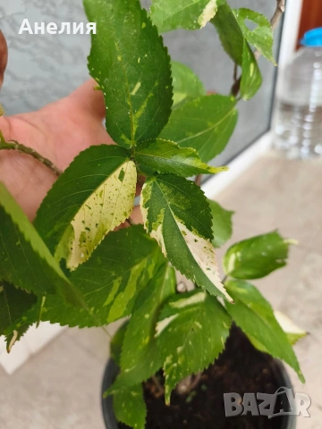 Acalypha wilkesiana с шарени листа, снимка 2 - Стайни растения - 55045875