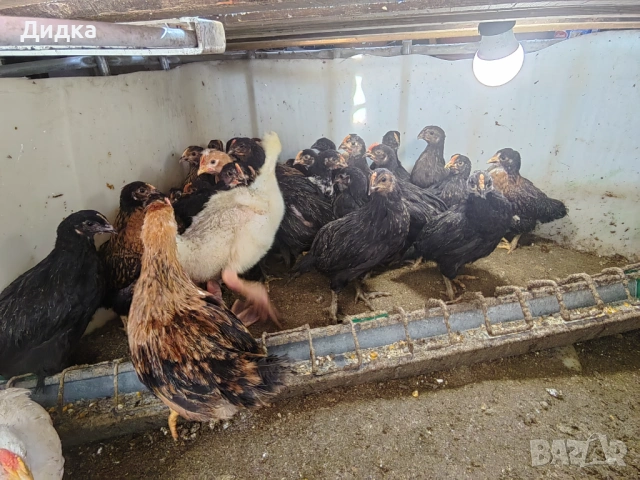 Пиленца над 1 месец., снимка 2 - Кокошки и пуйки - 54319538