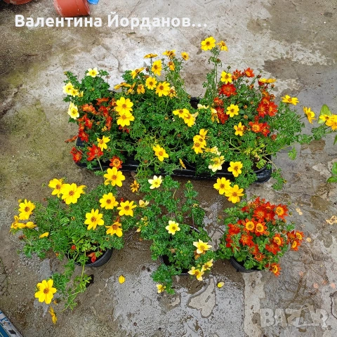 цвете биденс три цвята подходящ за висящи саксии цъфти през цялото лято 