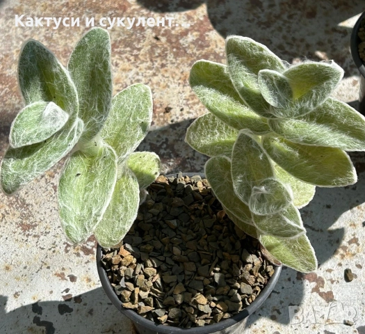 Сукулент Tradescantia sillamontana растение , снимка 3 - Градински цветя и растения - 54982725