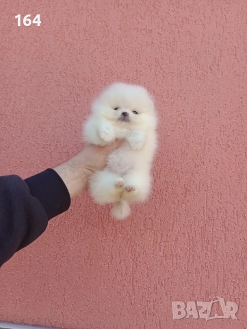 Миниатюрни чисто бели, мини Померани. Реални снимки !!!, снимка 3 - Померан - 54012750
