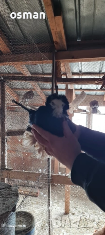 свободни на изгодна цена може на куб и единични бройки , снимка 4 - Гълъби - 54305737