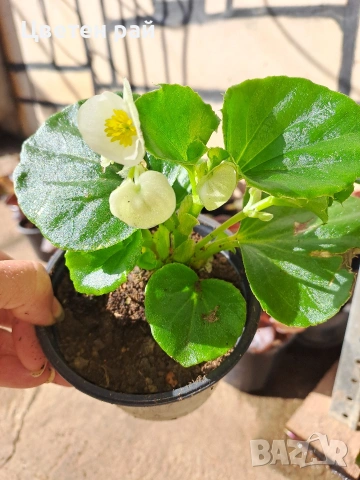 Градинска бегония , снимка 8 - Градински цветя и растения - 54237980