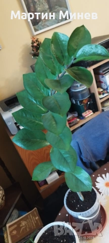 Филодендрон (Philodendron) / Сингониум (Syngonium), снимка 12 - Стайни растения - 47059632