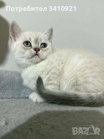 Колор-пойнт бебета , снимка 6 - Други - 53627397