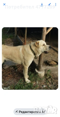 САО-АЛАБАЙ , снимка 3 - Други - 53970663