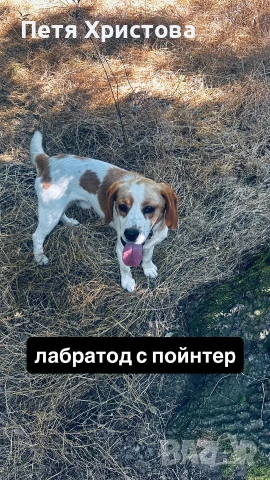 Продавам кучета за гъби, снимка 2 - Курцхаар - 55073250