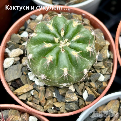Кактус  Matucana Polzii, снимка 3 - Градински цветя и растения - 54593836