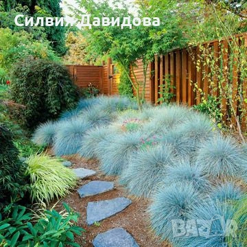 Фестука , снимка 2 - Градински цветя и растения - 53691559