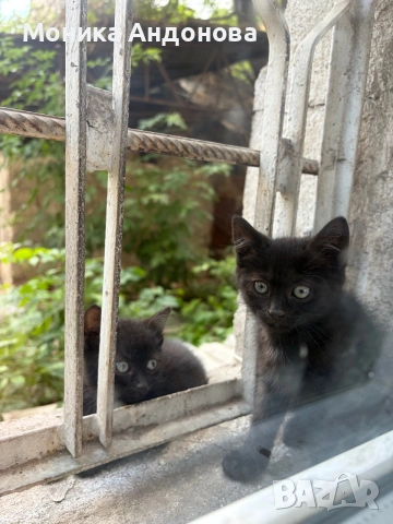 Малки котета търсят дом, снимка 7 - Други - 55276054