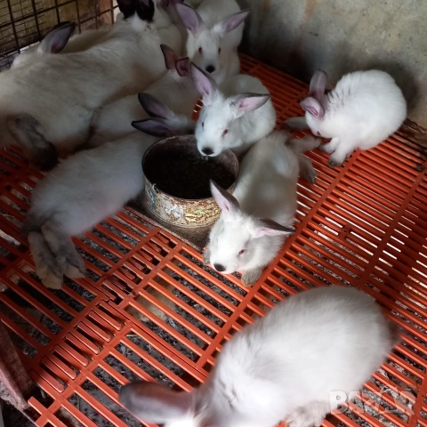 Продавам калифорнийски зайци 