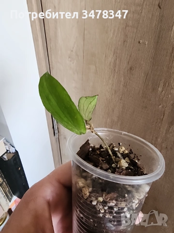 Хоя Eritrina, снимка 2 - Стайни растения - 53992740