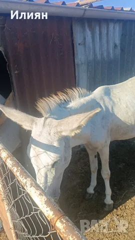 Магарица заплодена