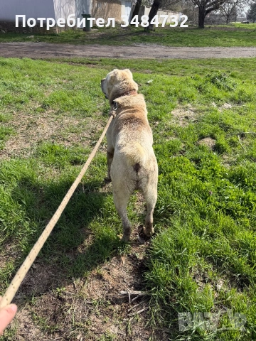 Алабай, снимка 3 - Алабай - 54042943