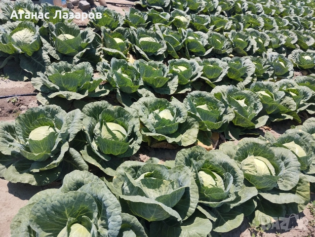 Продавам Ранно Зеле., снимка 4 - Домашни продукти - 54527656