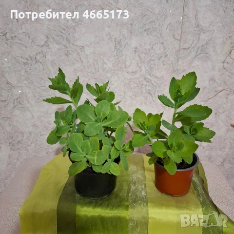 Лечебна Дебела Мара
