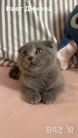 Шотландско коте (Scottish Fold), снимка 2 - Британска късокосместа - 54429668