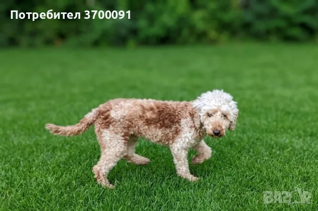 Мини пудел женски, снимка 4 - Пудели - 55584839