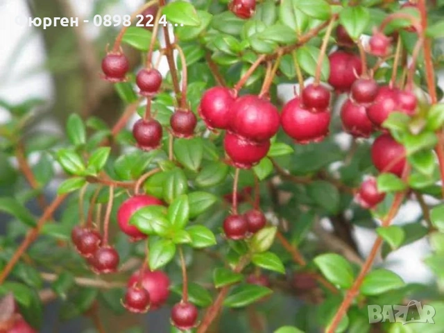 Чилийска гуава (Ugni molinae), снимка 2 - Разсади - 54974530