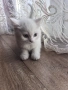 малки  британчета, снимка 3