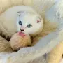 🐾 Продавам чистокръвни британски шиншила котенца 🐾  , снимка 2
