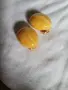 балтийски кехлибар. кехлибар, снимка 8