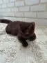 Британско късокосместо мъжко коте , снимка 4