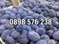 Продавам Сини сливи сорт Стенлей - 0.40 €, снимка 2